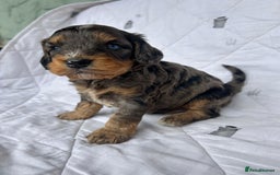 Cockapoo dogs for sale: Cockapoo puppies beautiful colours  - Image 20