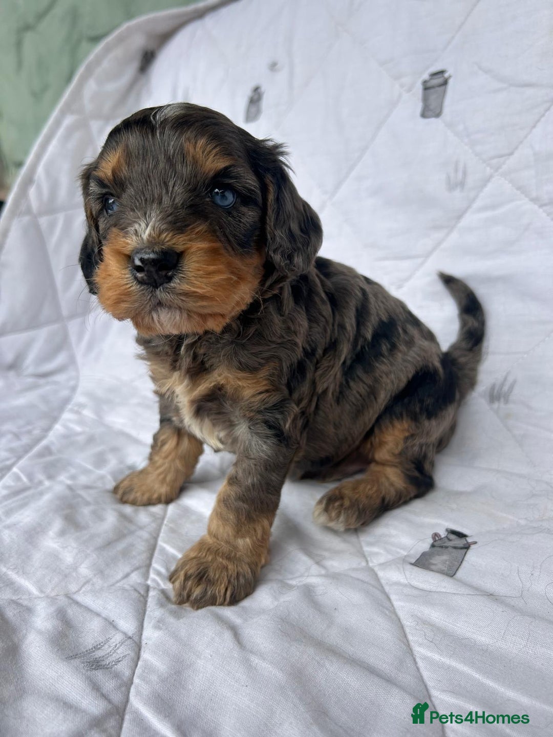 Cockapoo dogs for sale: Cockapoo puppies beautiful colours  - Image 20