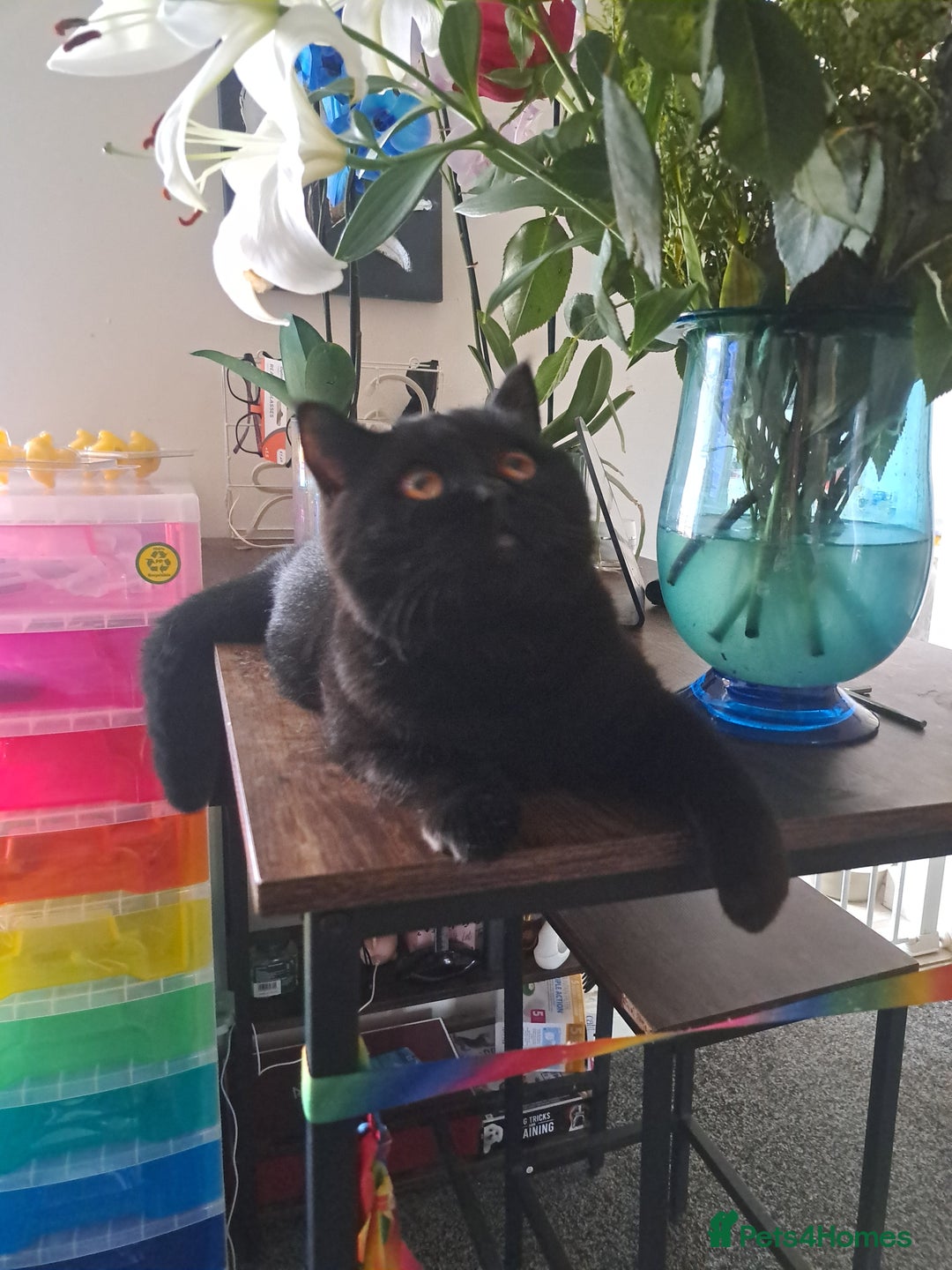 British Shorthair cats for sale: Pure BSH kitten - Image 4