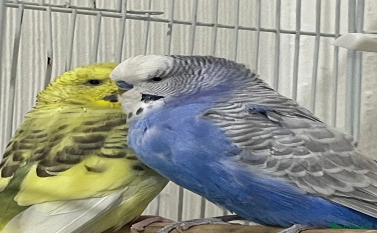 Budgerigars birds - Advert 6