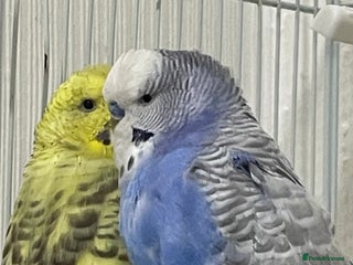 Budgerigars birds - Advert 12