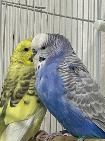 Budgerigars birds - Advert 13