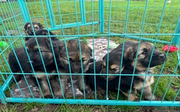 German Shepherd dogs for sale: German shepherd puppies  - Image 18