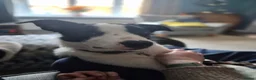 Border Collie dogs for sale: 12 month Border Collie Male - Advert 9