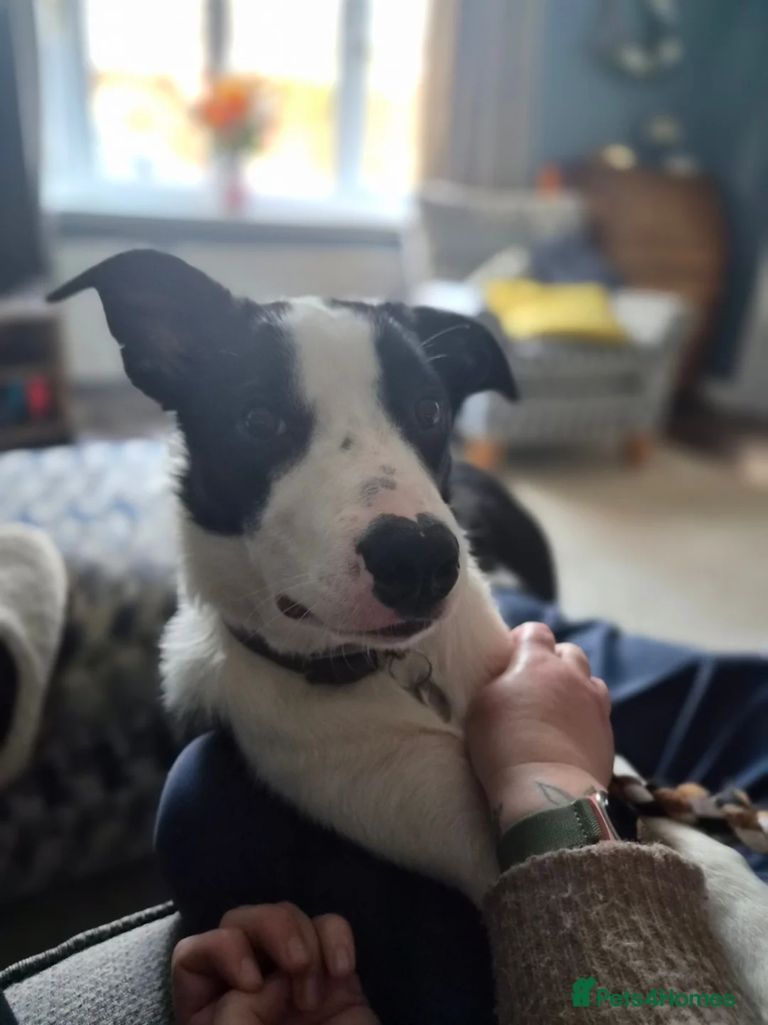 Border Collie dogs for sale: 12 month Border Collie Male - Advert 9