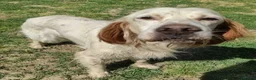 English Setter dogs for adoption: BRUNO - Advert 5