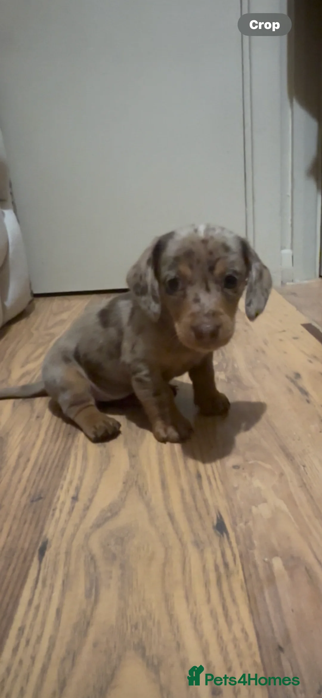 Miniature Dachshund dogs for sale: Miniature daushand  - Advert 5