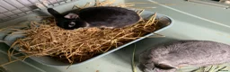 Netherland Dwarf rabbits for sale: Gorgeous Netherland Dwarfs - 2 LEFT in London - Advert 5