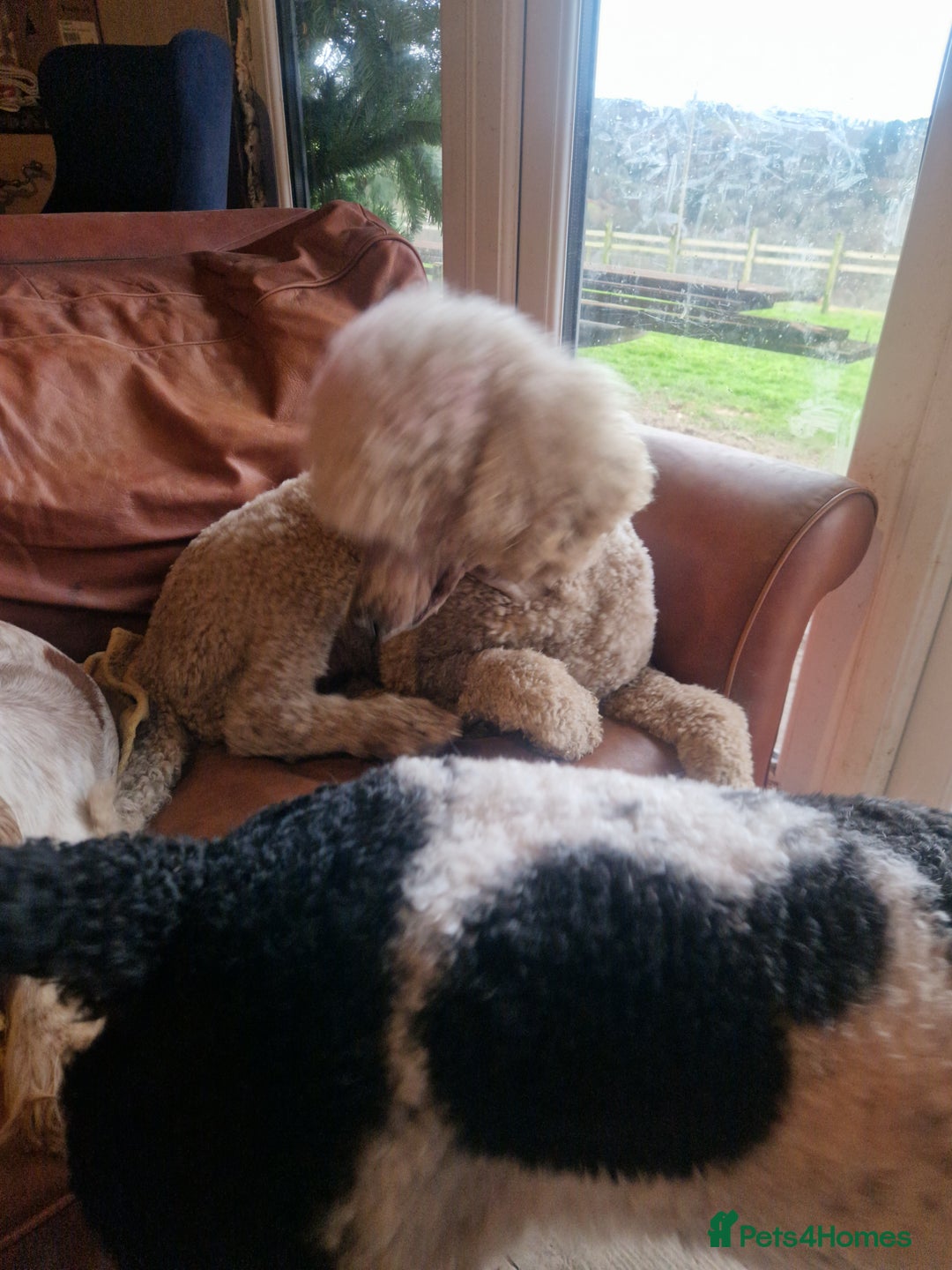 Cockapoo dogs for sale: Cockerpoo puppies F1. Stunning litter  - Image 19