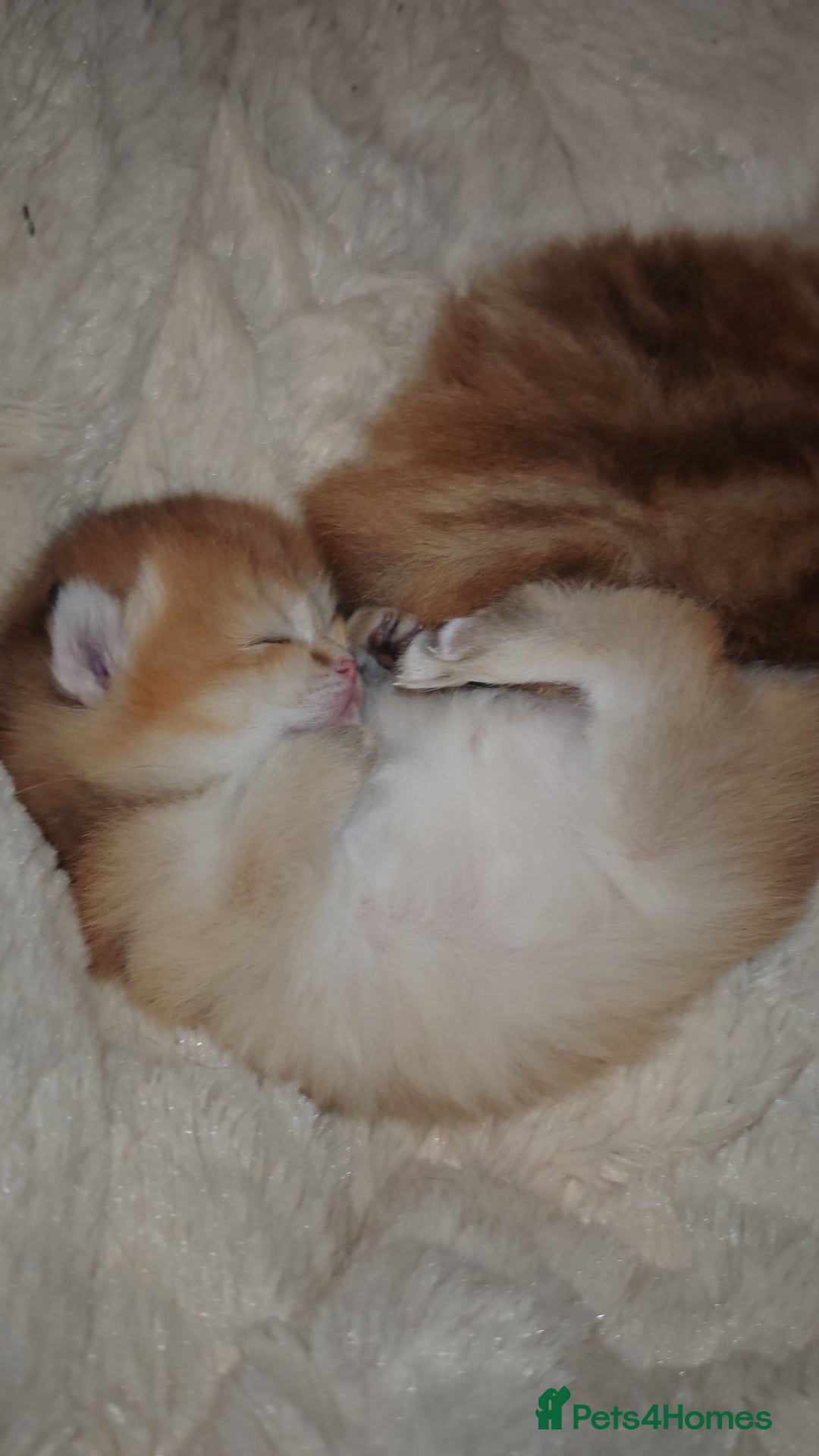 British Shorthair cats for sale: Stunning pedigree BSH Golden black Chinchilla  - Advert 3