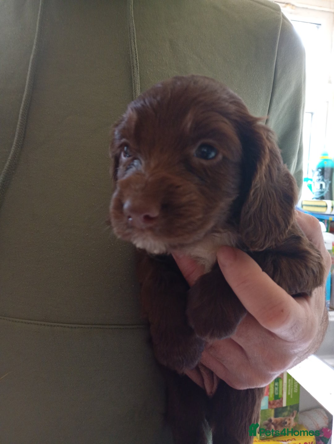 English Springer Spaniel dogs for sale: 6 beautiful springer pups - Image 13