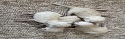 Ragdoll cats for sale: Ragdoll kittens  - Advert 4