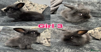 Mini Lion Lop rabbits - Advert 12