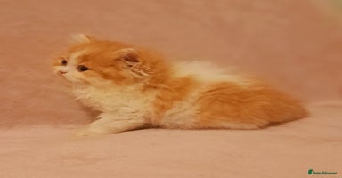 British Longhair cats - Advert 6