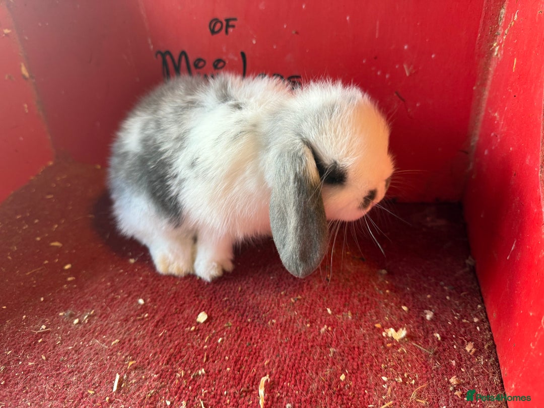 Mini Lop rabbits for sale: Mini lop baby rabbits ready now  - Image 7