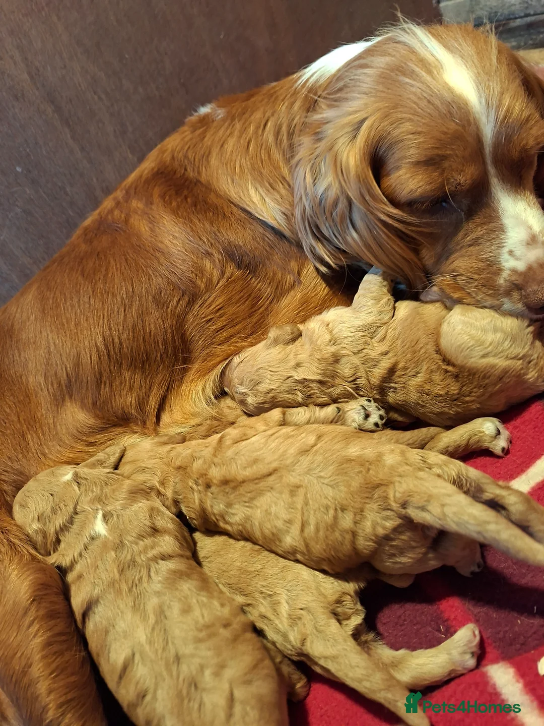 Cockapoo dogs for sale: F1 Cockapoo puppies  - Advert 2