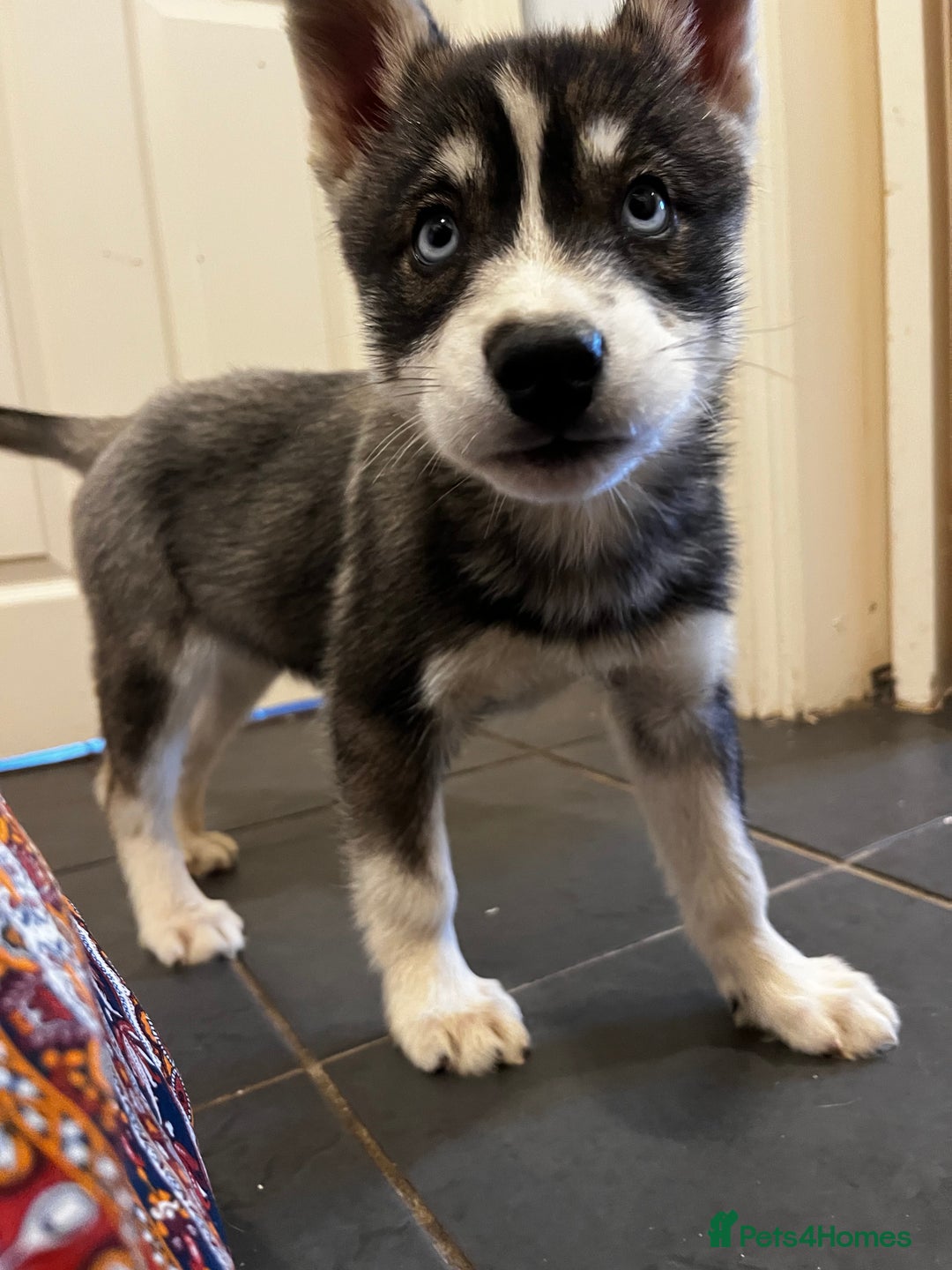 Siberian Husky dogs for sale: Stunning Husky Puppies - Advert 14