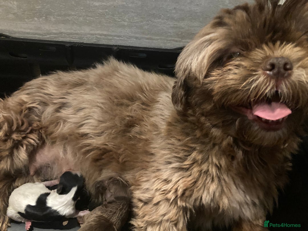 Shihpoo dogs for sale: The wait is over toy shihpoo puppies  - Image 10