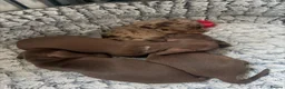 Miniature Dachshund dogs for sale: Beautiful miniature dachshund puppies - Advert 3