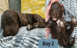 Cockapoo dogs for sale:  Chocolate F1 Cockapoos DNA Tested  - Advert 7