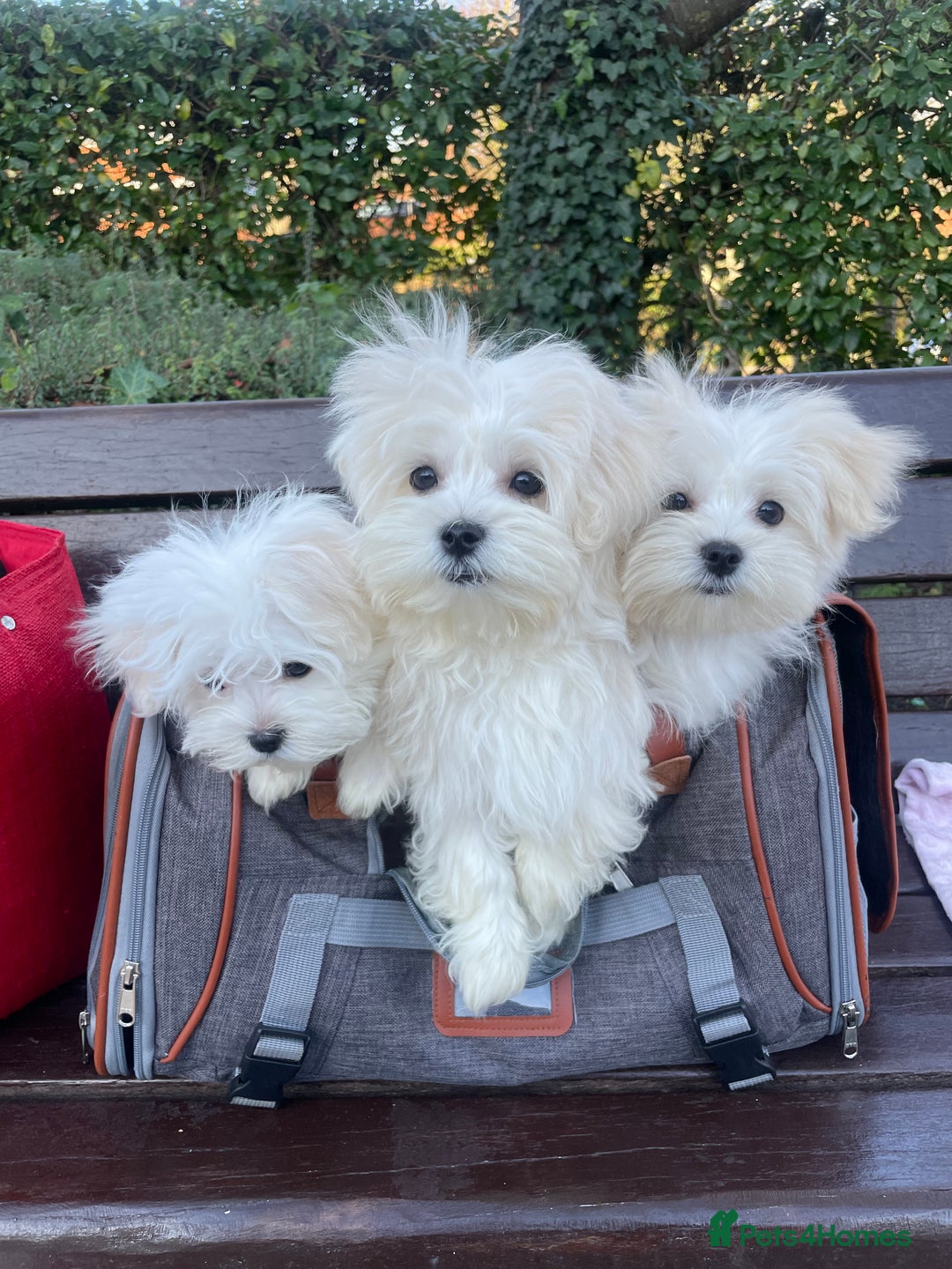 Maltese dogs for sale:  ✨ Special – Korean Maltese Puppies 🐾 - Advert 2