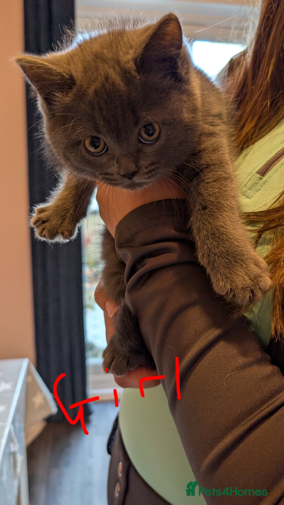 Scottish Fold cats for sale: Scottish fold kittens - Image 4