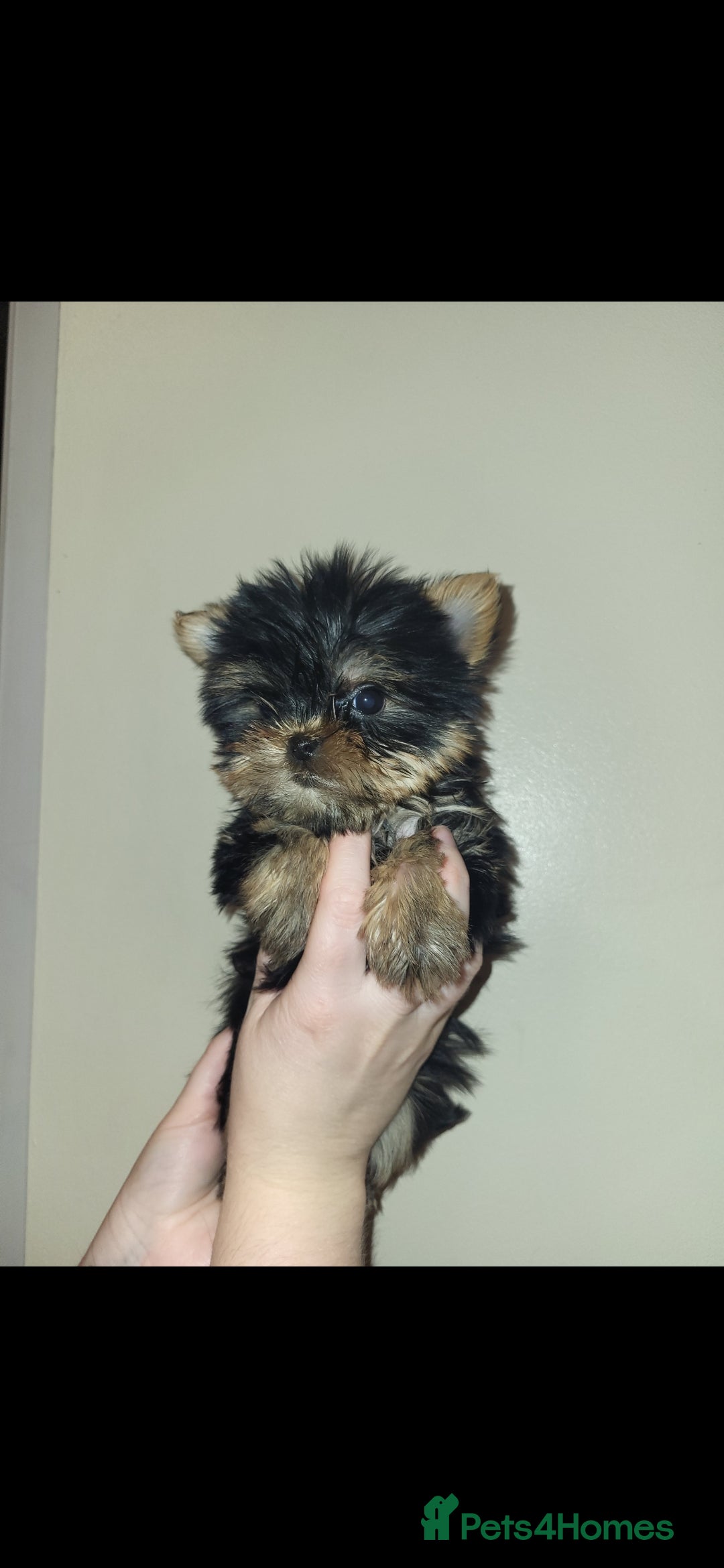 Yorkshire Terrier dogs for sale: Exceptional quality yorkshire terrier puppies  - Advert 8