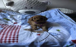 Cavapoo dogs for sale: Beautiful F1 Cavapoo puppies  - Image 8