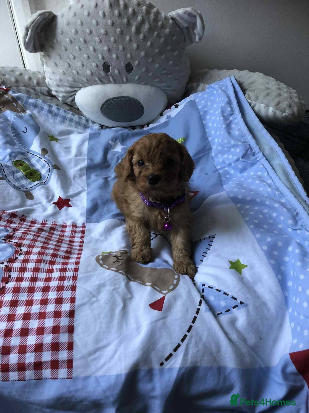 Cavapoo dogs for sale: Beautiful F1 Cavapoo puppies  - Image 8