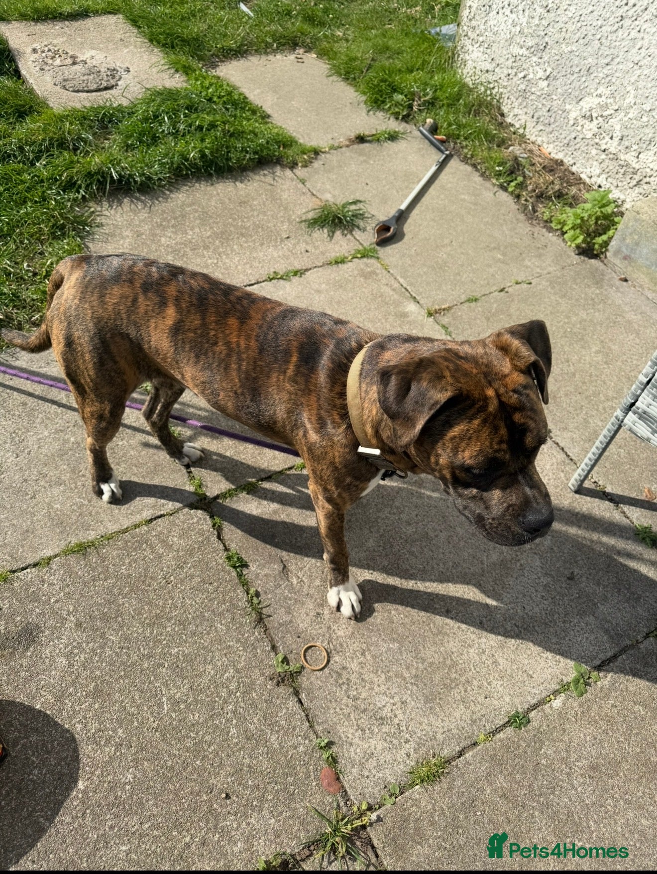 Mixed Breed dogs for sale: Dog looking for new home  - Advert 2