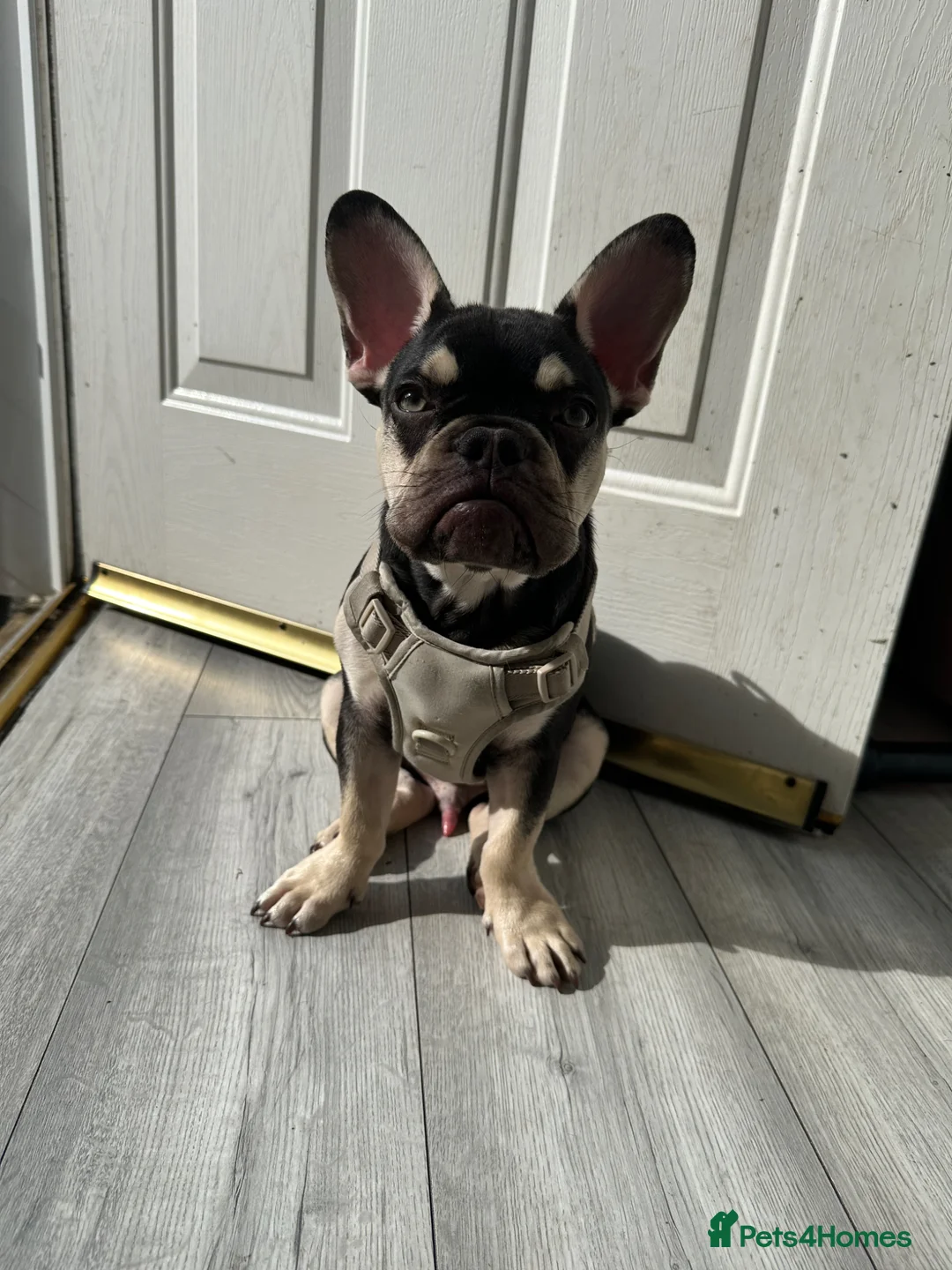 French Bulldog dogs for sale: French bulldog  - Advert 1