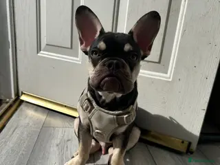 French Bulldog dogs French bulldog - Advert 8