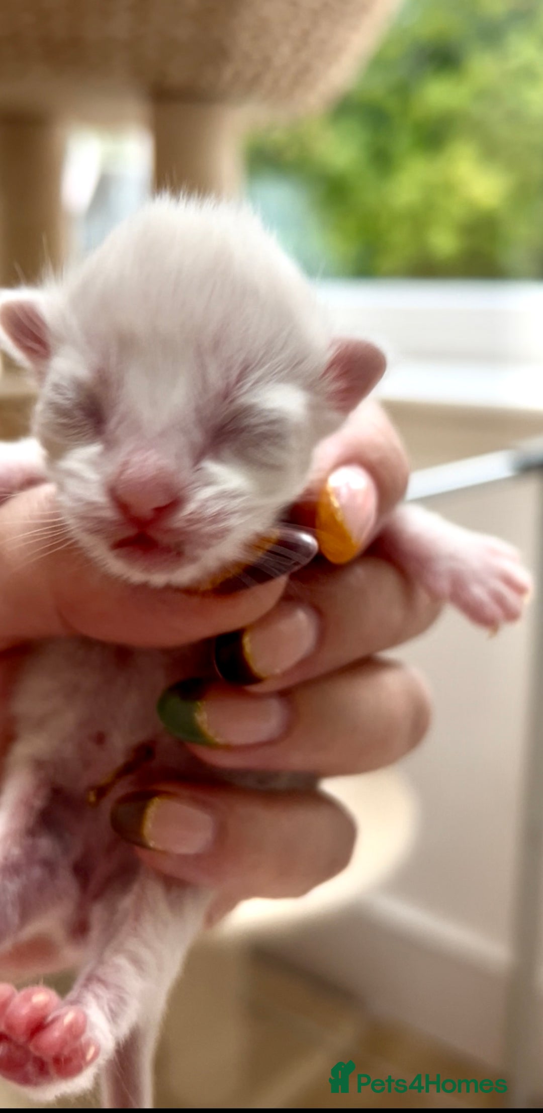 Ragdoll cats for sale: GCCF Registered. Grand Champion Bloodlines. - Image 6