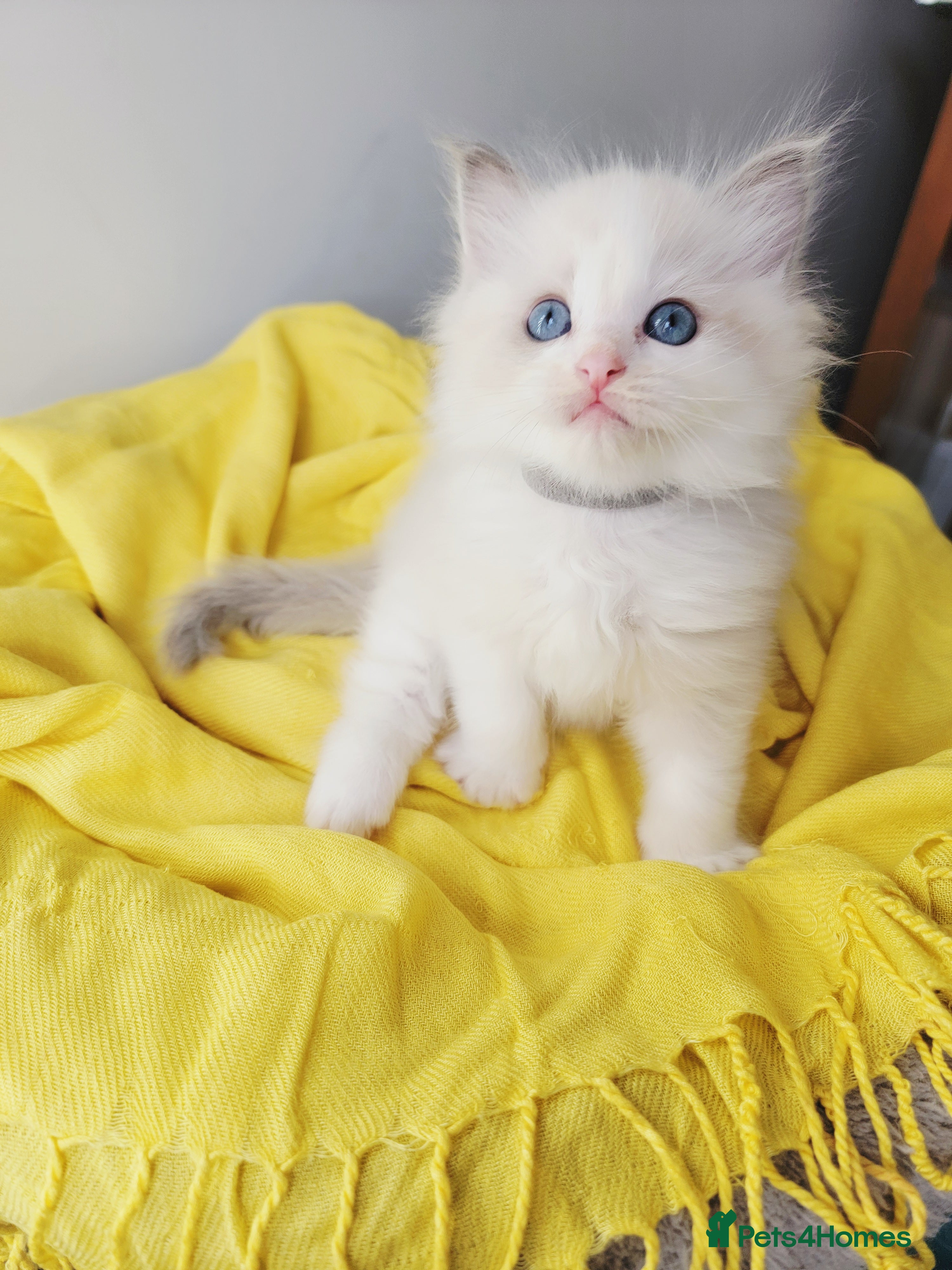 Ragdoll cats 😸Fully GCCF Certified Pedigree Ragdoll kittens💕 - Advert 2