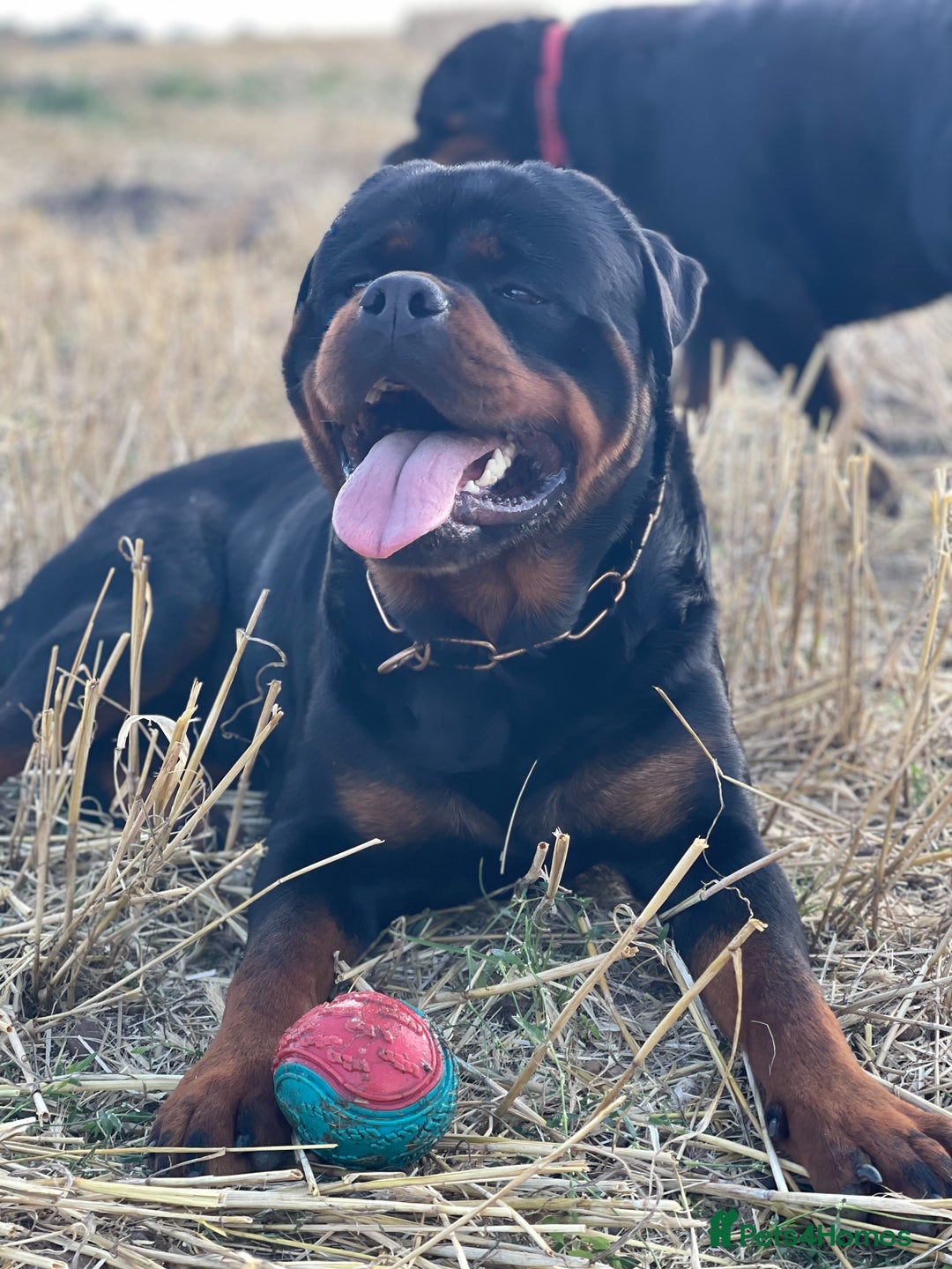 Rottweiler dogs for stud: ABSOLUTELY BEAUTIFUL KC Health Tested *FOR STUD* in Mansfield - Advert 9