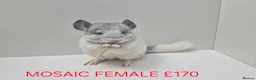 Chinchilla rodents for sale: STUNNING BABIES CHINCHILLA MIX COLOURS AND GENDER  in Sutton-in-Ashfield - Advert 7