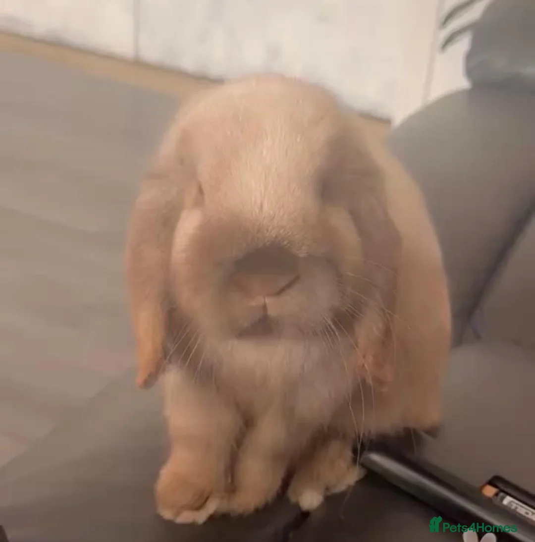 Mini Lop rabbits for sale: Looking for new home comes with cage - Advert 2