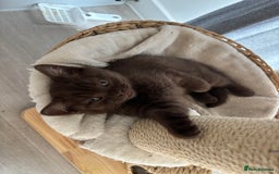 British Shorthair cats for sale: 🏆 pedigree British shorthair🏆 - Image 13
