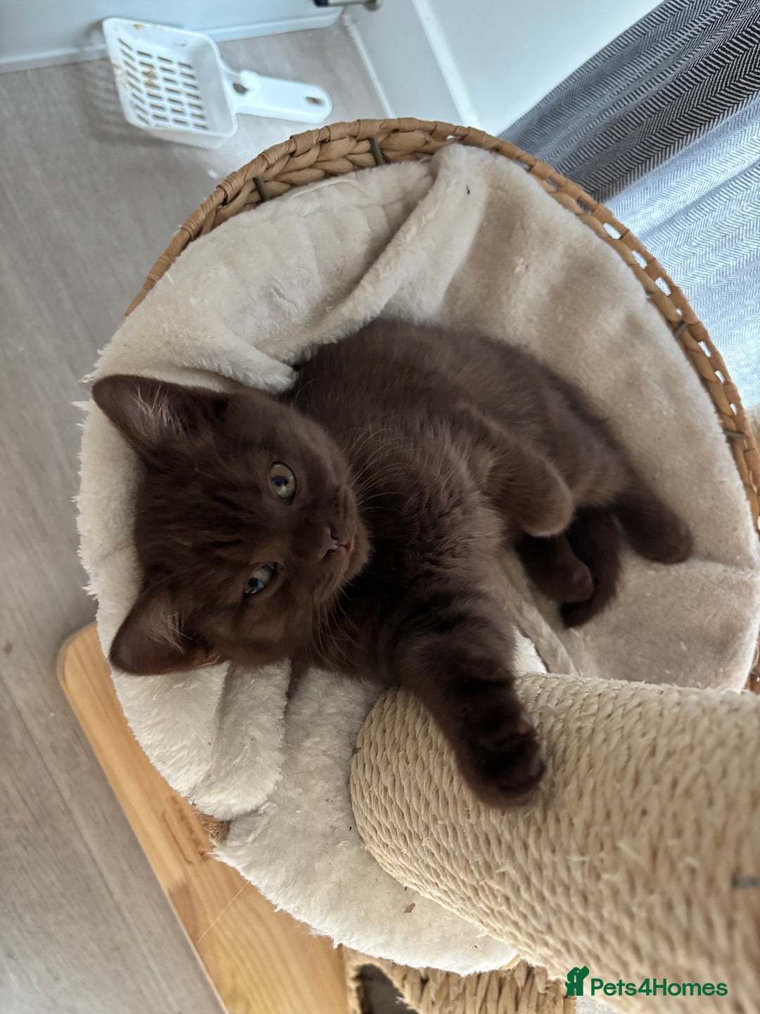 British Shorthair cats for sale: 🏆 pedigree British shorthair🏆 - Image 13