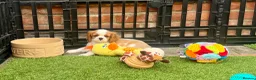 Cavalier King Charles Spaniel dogs for sale: Kc Reg, fully health tested CKCS licensed breeder - Advert 10