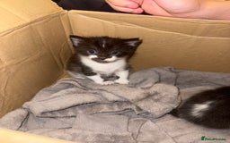 Chartreux cats for sale: 3 kittens for new homes - Image 2