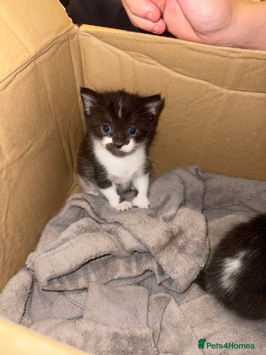 Chartreux cats for sale: 3 kittens for new homes - Image 2