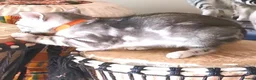 Bengal cats for sale: Beautiful Bengal Silver Marbled and Snow girls.  - Advert 3