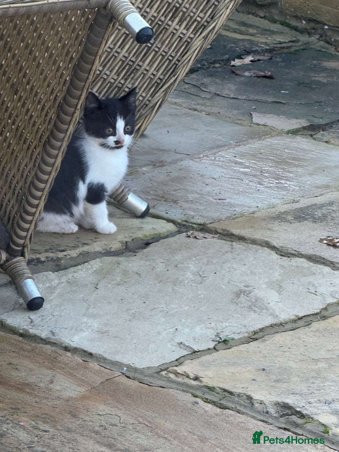 Domestic Shorthair cats for sale: Beautiful family kitties  - Advert 1