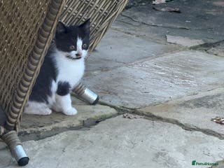 Domestic Shorthair cats Beautiful family kitties - Advert 22