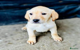 Labrador Retriever dogs for sale: Labrador Puppies  - Image 12