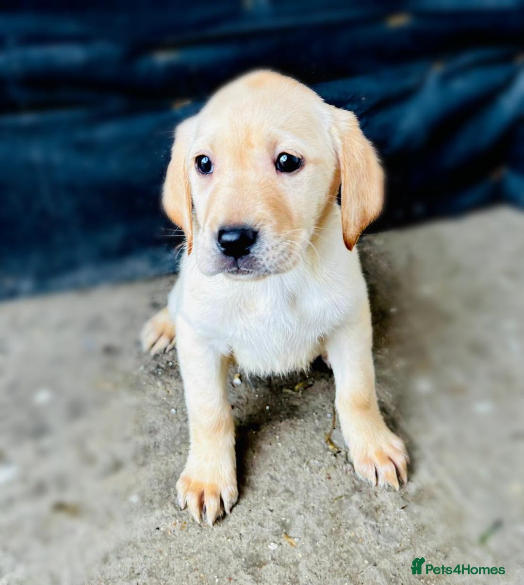Labrador Retriever dogs for sale: Labrador Puppies  - Image 12