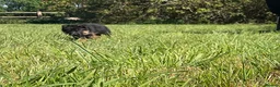 German Shepherd dogs for sale: Quality Litter of GSD (All has now been reserved) - Advert 17