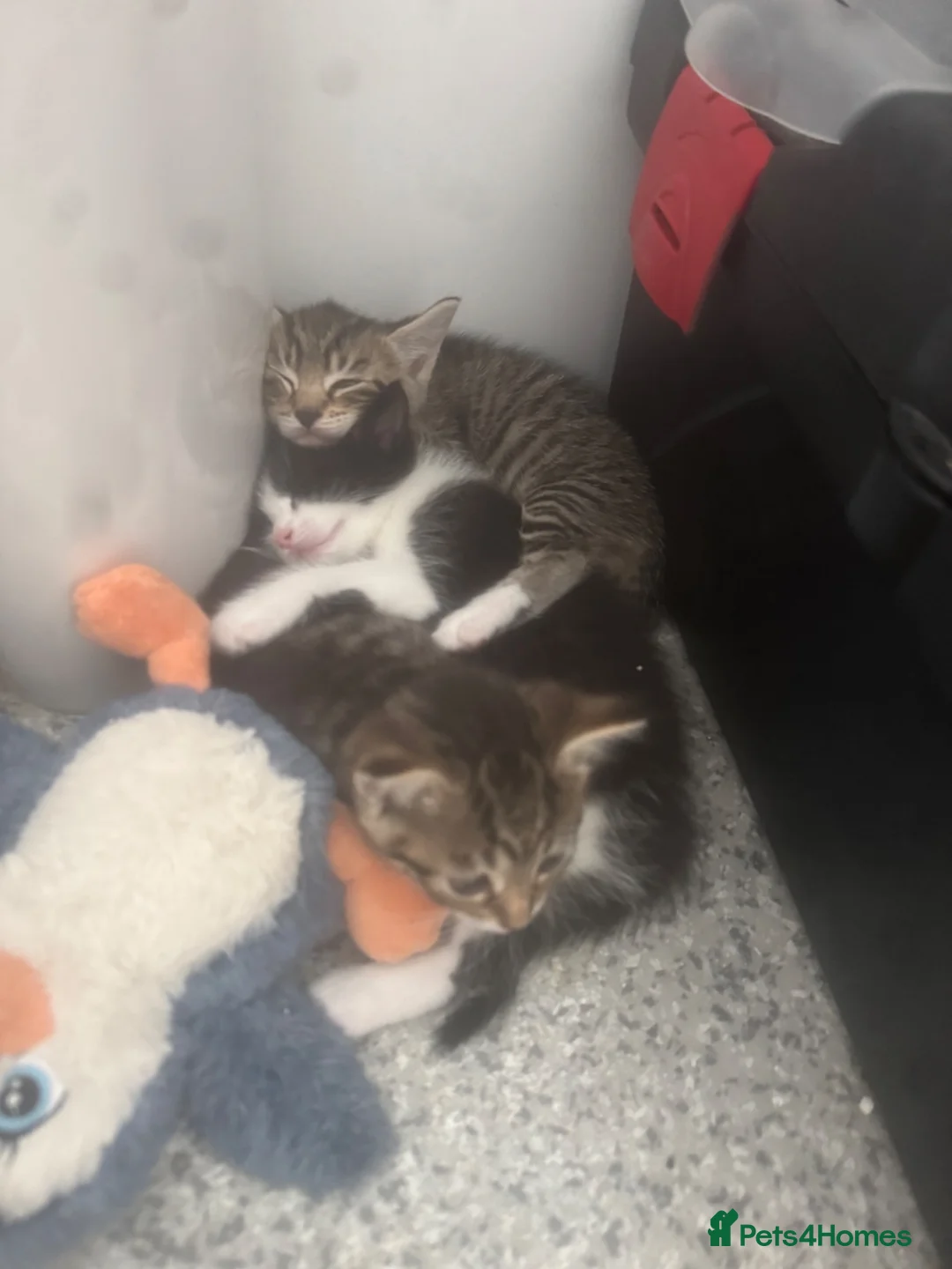 British Shorthair cats for sale: 2 female kittens ready to go to loving homes  in Southampton - Advert 3