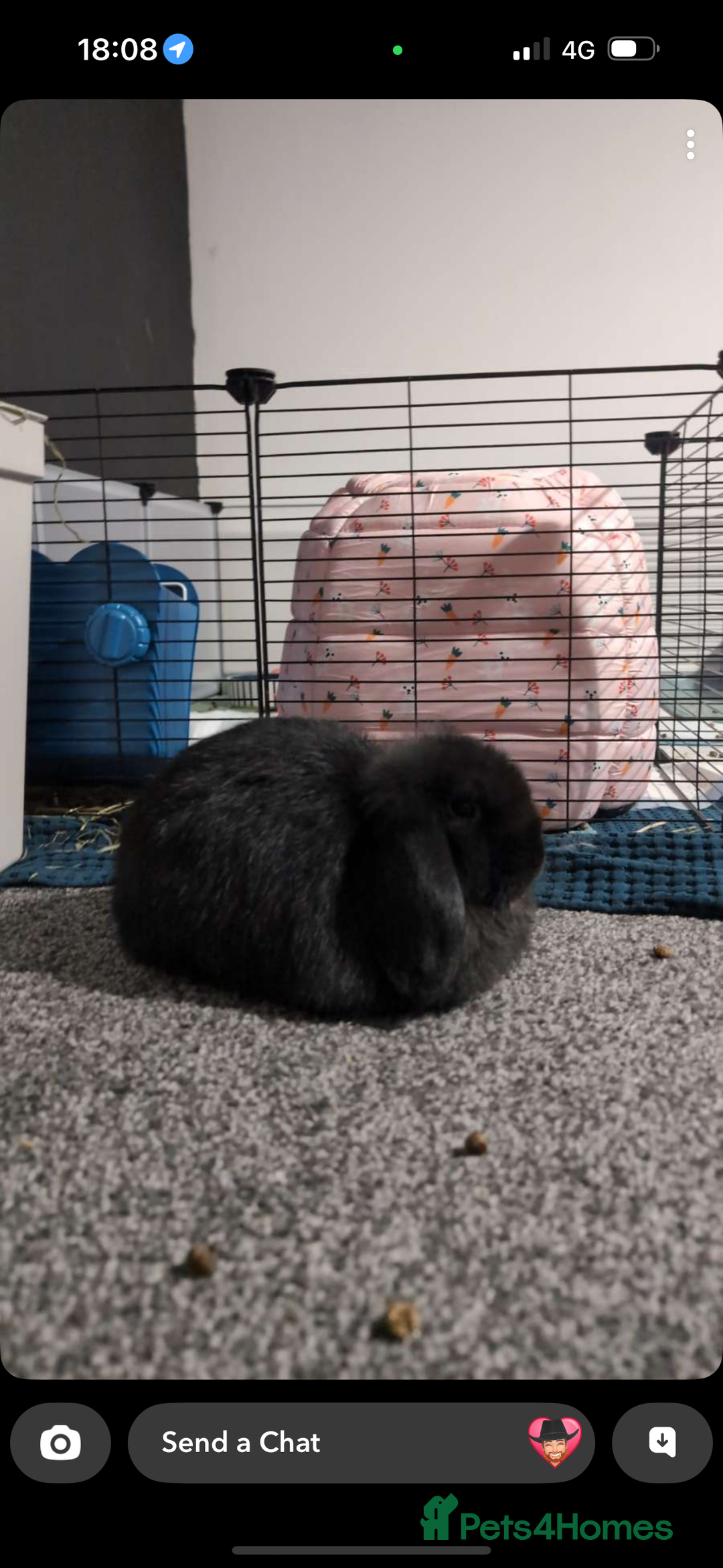 Mini Lop rabbits for sale: 2 mini lops for adoption - Advert 3